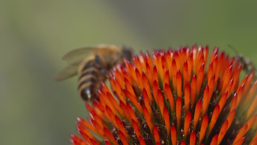 Wild honey bee takes off into flight after collecting pollen from an orange Coneflower. Slow motion close-up shot.