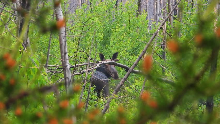 A startled moose looking backwards standing motionless on a breezy day hidden by thick brush and forest trees at Kirkland Lake, Canada Royalty-Free Stock Footage #1109849143