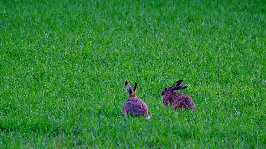 valuable game animals grazing on green lawn, mammal hare of lagomorph order, Lepus europaeus eats grass, young wheat plants, harming agriculture, winter crops, object of amateur and sport hunting Royalty-Free Stock Footage #1109849871