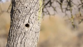 Bird in burrow on tree. stock video.