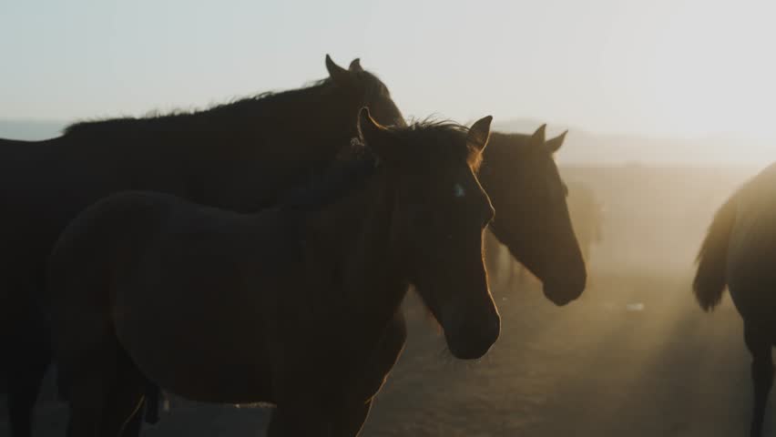 Horse shot