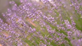 A garden of lavender flowers blooming in endless rows in fragrant fields. Honey bees landing on the lavender. Selective focus of purple aromatic flowers on lavender bushes. High quality slow motion.