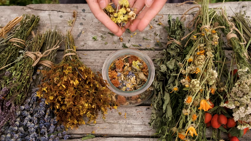 Woman and herbs and dried flowers alternative medicine and medicinal tea. Selective focus. Royalty-Free Stock Footage #1109855701