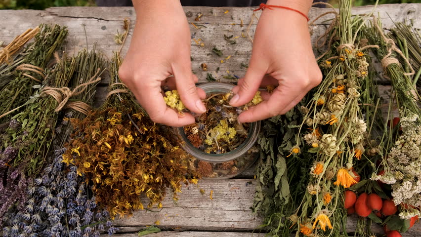 Woman and herbs and dried flowers alternative medicine and medicinal tea. Selective focus.