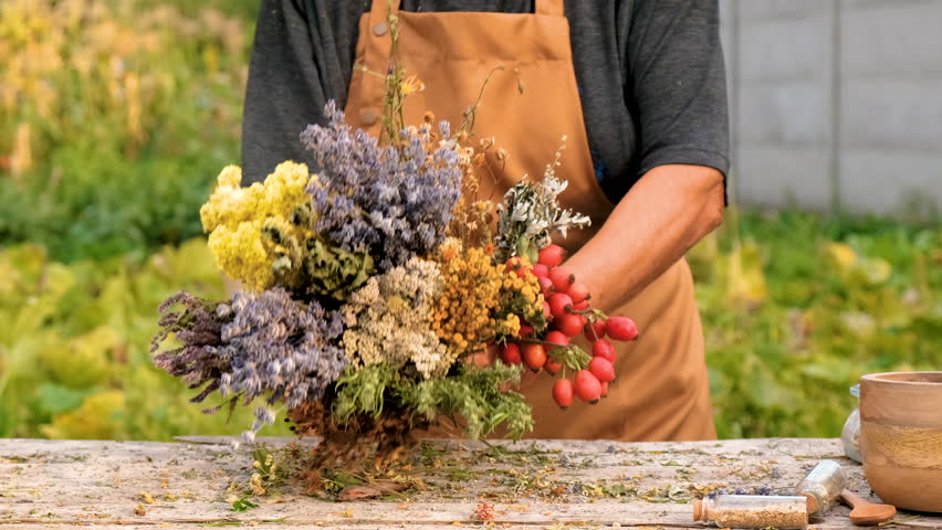 Woman and herbs and dried flowers alternative medicine and medicinal tea. Selective focus.