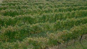 Rows of vines and grapes ready for harvest in early fall