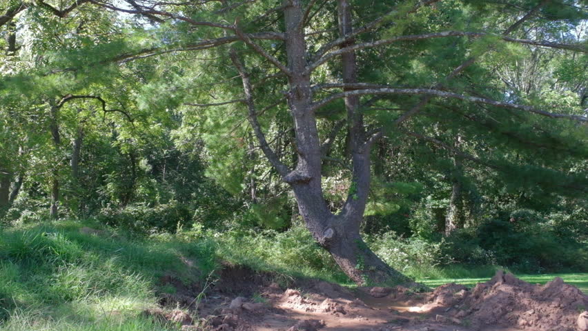 majestic fir trees in the county park on a sunny day in late summer