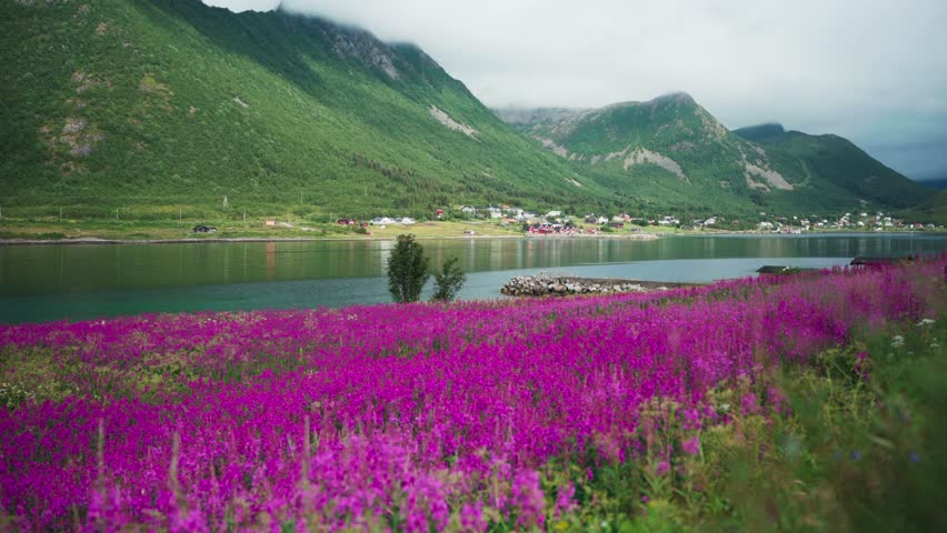 Pink Spring Flower Fields Near Medby Village In Troms og Finnmark County, Senja, Norway.