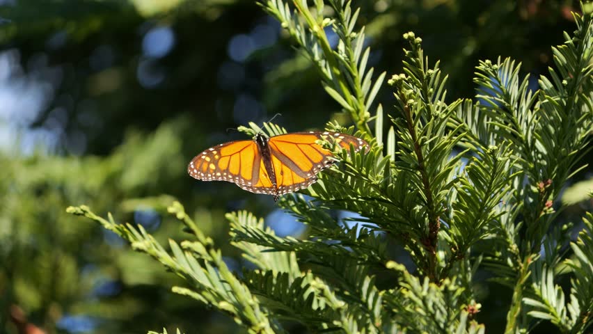 Monarch butterfly on a coastal redwood tree with wings open wide