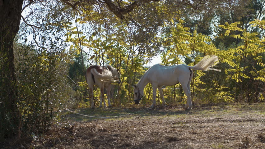 Horses grazing and moving their blonde tails while realxing in a field