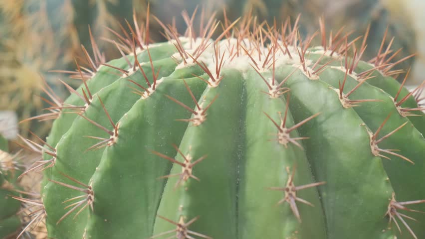 Close up of prickly green cactus with thin sharp spines growing in the garden. Royalty-Free Stock Footage #1109866123