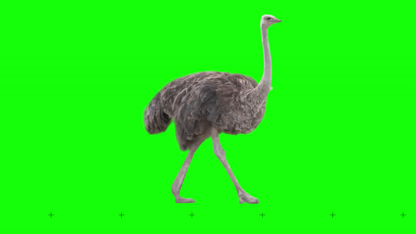 Ostrich slowly walking seamlessly looped on green screen, real shot, isolated with chroma key, perfect for digital composition, cinema, 3d mapping. | Shutterstock HD Video #1109869461