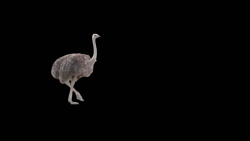 Ostrich slowly walking by across the frame on black screen, real shot, isolated on alpha channel premultiplied with black and white matte, perfect for digital composition, cinema, 3d mapping. | Shutterstock HD Video #1109869463