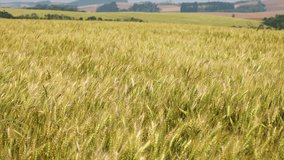 Wheat field with wind moving the plants in a panoramic video in an idyllic and relaxing setting
