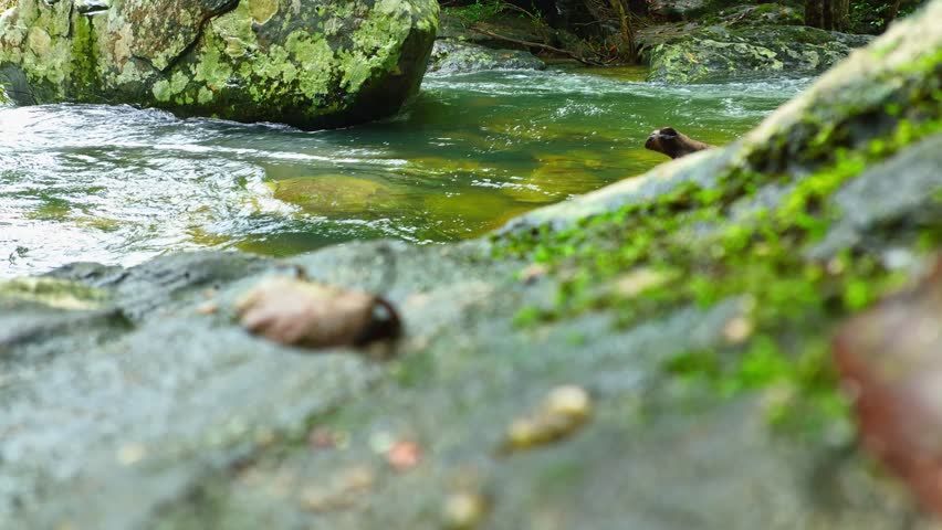 Jaw-dropping stream in vibrant tropical paradise, nestled amidst lush greenery. Nature's masterpiece. Phu Chong Na Yoi national park, Thailand. Travel wonders concept. Stream background.
