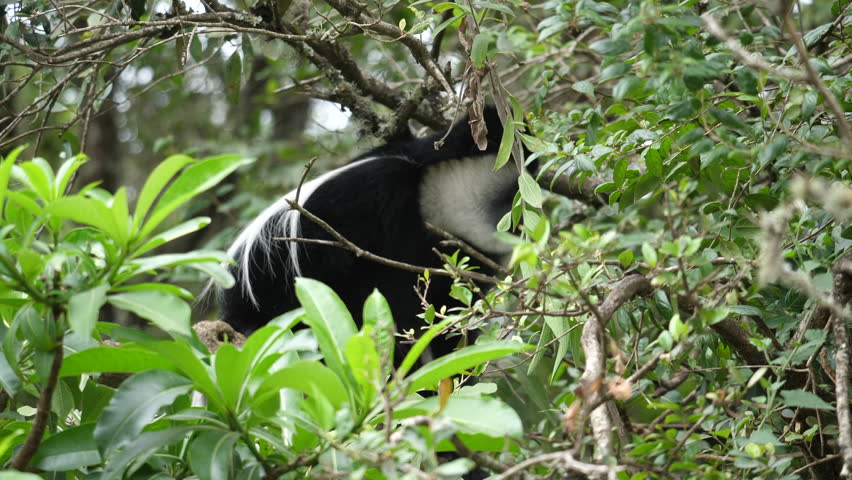 Colobus Monkey in the Jungle, Tanzania