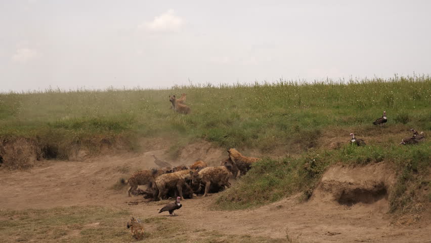 Lioness protects kill from last night against Hyenas. 