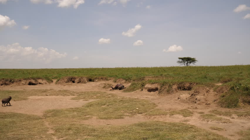 Lioness protects kill from last night against Hyenas. 