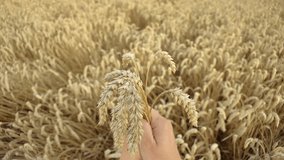 Nurturing Grains: Human Hand Holding Wheat Stalks on Farmland, Symbolizing Agricultural Growth. High quality 4k footage