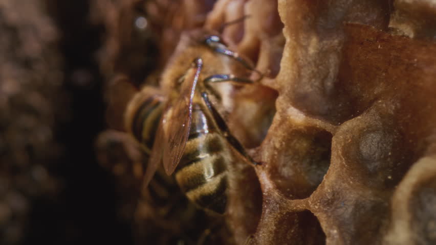 Macro shot of a bee in a hive, portrait. Worker bee walks and works inside the hive in the apiary. Head and legs of an insect. It puts pollen into a cell of the honeycomb. Creates an egg for a colony Royalty-Free Stock Footage #1109877675