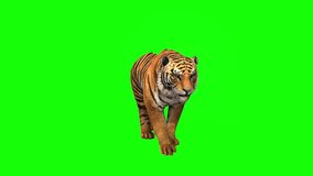 tiger animals free  green screen 4k