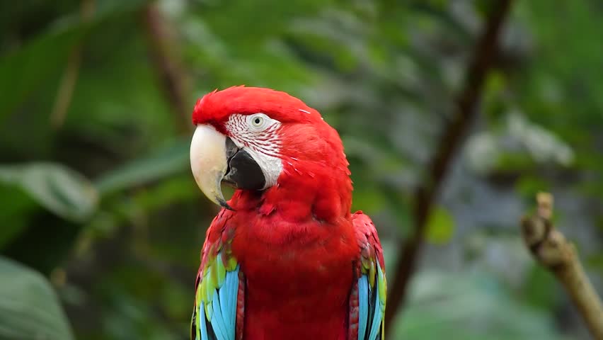 Beautiful Parrot sitting on a branch.  | Shutterstock HD Video #1109887183