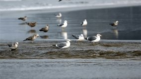 Majestic 4K Video: Flock of Seabirds on a Sandy Beach