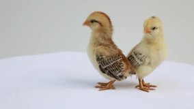 Two baby chickens