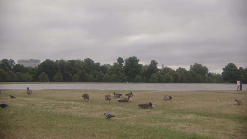 Mid shot of ducks grazing by a lake in a park