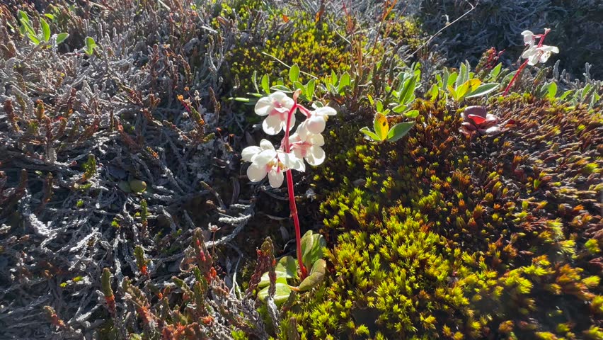 Arctic wintergreen (Pyrola grandiflora) also known as large-flowered wintergreen on Immikkeertikajik island. Scoresbysund. Greenland.