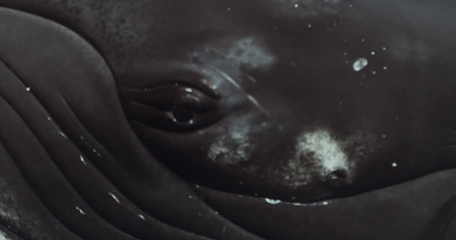 Humpback Whale Eye Approaches Camera and Locks Eyes in Intense Moment of Connection. Mesmerizing Encounter: Humpback whales underwater of Pacific Ocean. Giant animal Megaptera Novaeangliae in Tonga Royalty-Free Stock Footage #1109897793