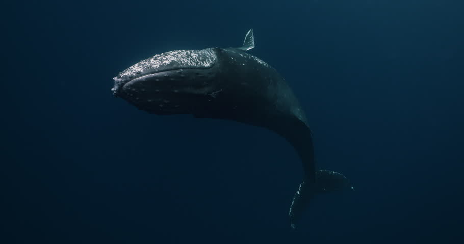 Humpback whale swimming under water. Big fin whale exploring the underwater world, circling on the ocean, and contacting the environment. Concept of nature and wildlife of Japan and kuril ridge Royalty-Free Stock Footage #1109898643