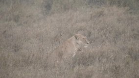 Lioness sits in high grass in the rain