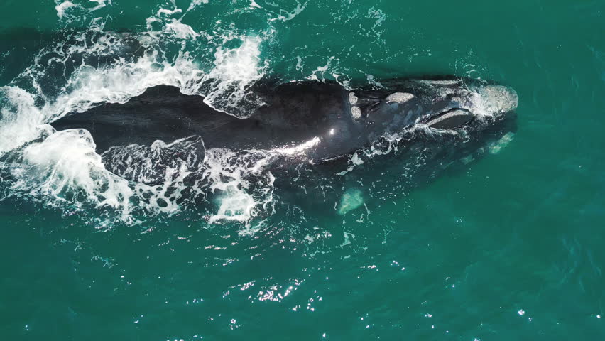 The southern right whales, Eubalaena australis. Mother and calf of the Right Whales swim near Brazilian shore near the town of Imbituba