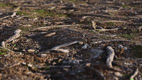 Ground surface in the forest with Moss and Roots. Close-up view to the ground. Camera movement forward. Footage in High Quality 4k. 3D Illustration