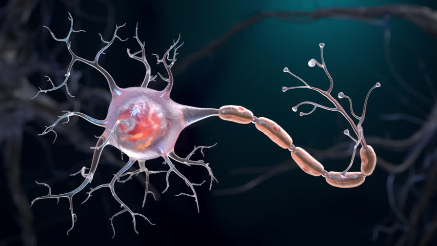 Neurons also known as neurones or nerve cells. Neurons transmit information between different parts of the brain and between the brain and the rest of the nervous system.  Royalty-Free Stock Footage #1109912023