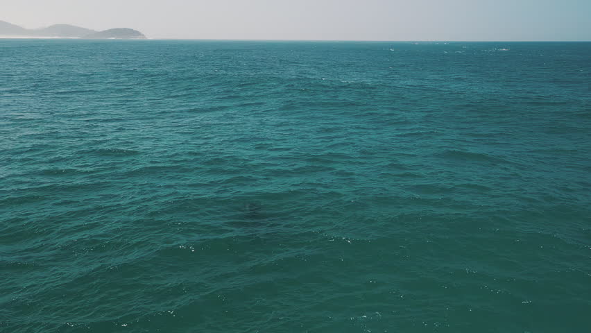 The southern right whales breach, Eubalaena australis. Mother and calf of the Right Whales swim near Brazilian shore near the town of Imbituba. the calf breaches and falls with splash