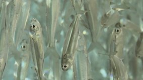 Vertical video,Extreme close-up of a large Sprat fish (Atherinomorus forskalii) swimming in the blue water sparkling on bright sunrays, Slow motion