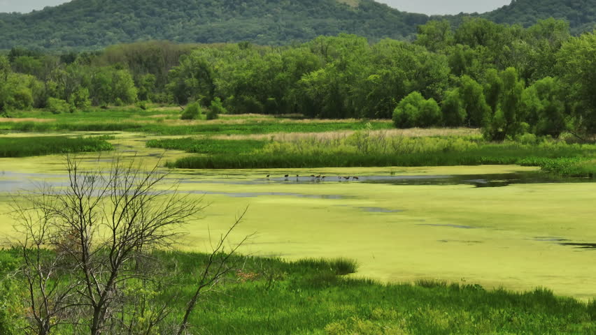 Aerial View Of Trempealeau National Wildlife Refuge Wetland Covered By Green Algae On A Sunny Summer Day. 