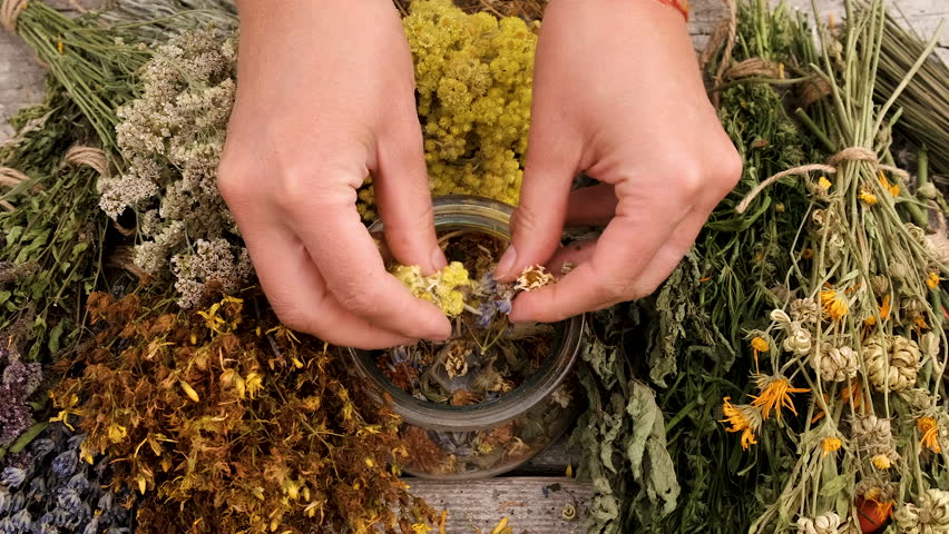Woman and herbs and dried flowers alternative medicine and medicinal tea. Selective focus.