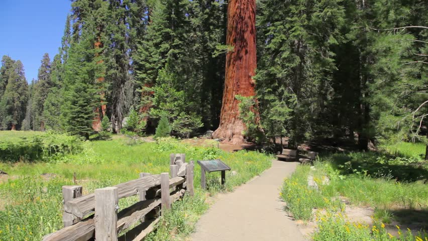 Sequoia National Park meadow in the Sierra Nevada in California, United States of America. Sequoia NP is famous for its large amount of giant sequoia trees, and the largest trees in the world.