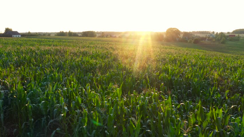 Summer evening hilly rural landscape and village against of rays of sun at sunset. Aerial flying slow over tops of green leaves stems maize cornfield and farm with cattle barn and feed hangars