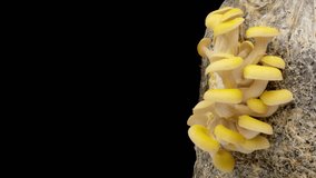 Growing yellow oyster mushrooms rising from soil time lapse 4k footage.