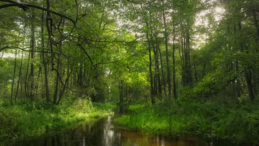 Shutterstock Video