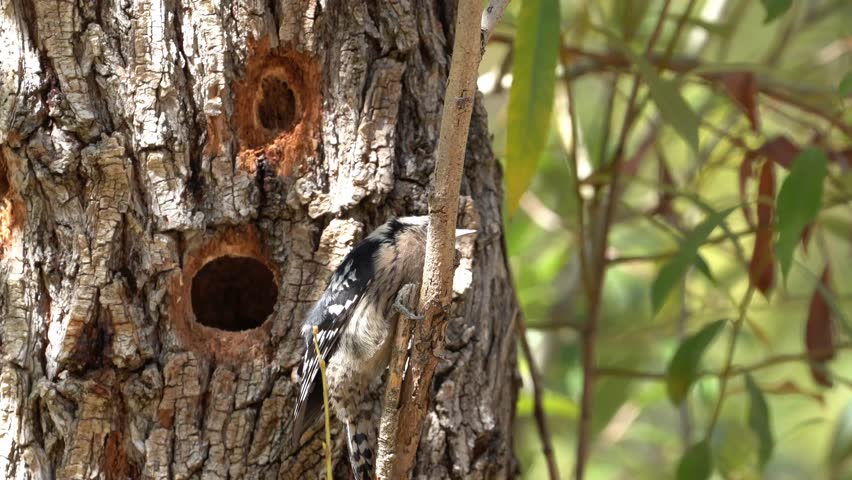 woodpecker in its nest on the tree trunk