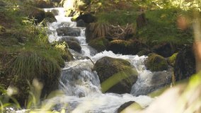 Forest river 4k footage in real time, stationary camera. Video with a fast forest stream running over stones covered with moss in the autumn forest, change of seasons in Pirin National Park