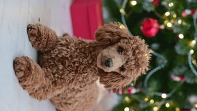dog, vertical video, cute brown toy poodle dog on the background of a Christmas tree xmas. High quality 4k footage