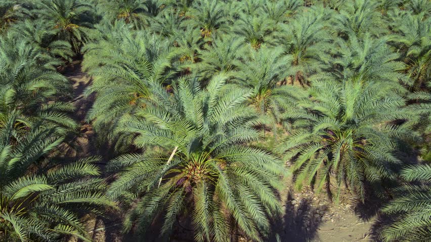 Palm tree garden. nature of middle east high angle Royalty-Free Stock Footage #1109922287