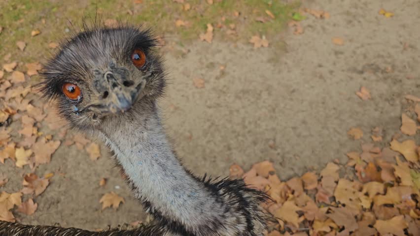 Close view of an emu head and eyes moving around. Royalty-Free Stock Footage #1109924309