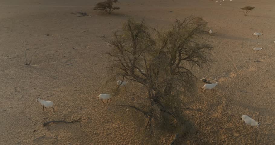 The Al Wusta Wildlife Reserve, formerly known as the Arabian Oryx Sanctuary, is a nature reserve located in the Omani Central Desert and Coastal Hills It was included on the UNESCO World Heritage List